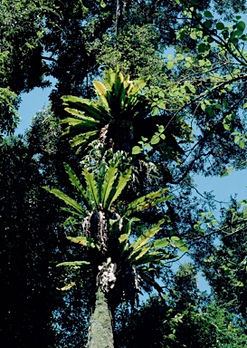 APII jpeg image of Asplenium australasicum  © contact APII