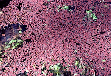 APII jpeg image of Azolla pinnata  © contact APII