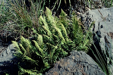 APII jpeg image of Blechnum cartilagineum  © contact APII