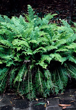 APII jpeg image of Blechnum nudum  © contact APII