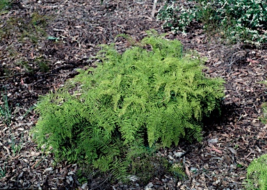 APII jpeg image of Gleichenia dicarpa  © contact APII