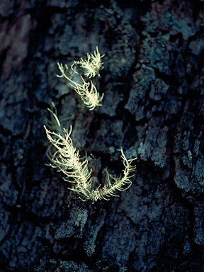 APII jpeg image of Usnea baileyi  © contact APII