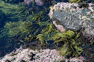 APII jpeg image of Sargassum sp.  © contact APII