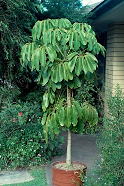 APII jpeg image of Schefflera actinophylla  © contact APII