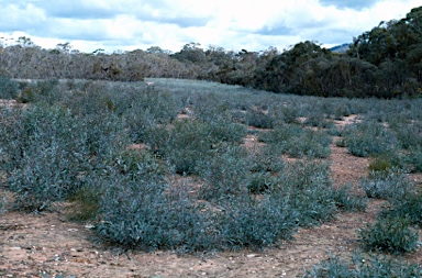 APII jpeg image of Eucalyptus polybractea  © contact APII