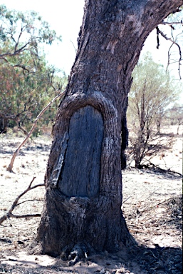 APII jpeg image of Eucalyptus microtheca  © contact APII