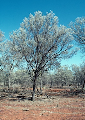 APII jpeg image of Acacia aneura  © contact APII