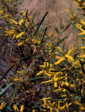 APII jpeg image of Acacia eriopoda  © contact APII