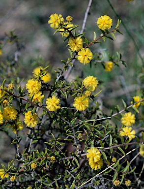 APII jpeg image of Acacia gunnii  © contact APII