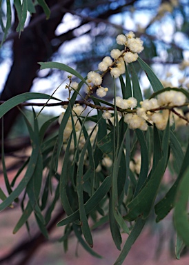 APII jpeg image of Acacia latescens  © contact APII