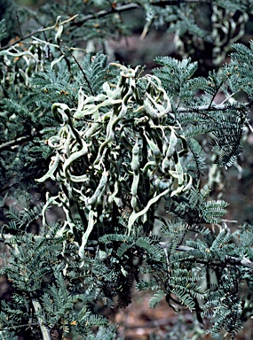 APII jpeg image of Acacia mollifolia  © contact APII