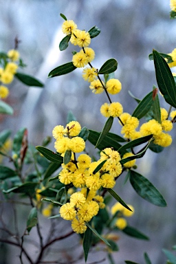 APII jpeg image of Acacia verniciflua  © contact APII