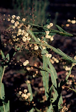 APII jpeg image of Acacia willdenowiana  © contact APII