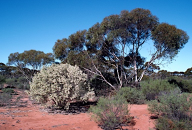 APII jpeg image of Eremophila sturtii  © contact APII