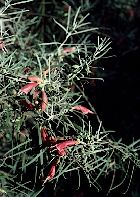 APII jpeg image of Eremophila youngii  © contact APII