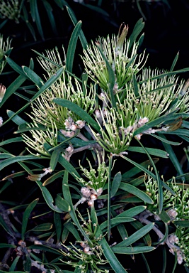 APII jpeg image of Hakea corymbosa  © contact APII