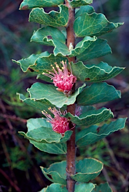 APII jpeg image of Hakea cucullata  © contact APII