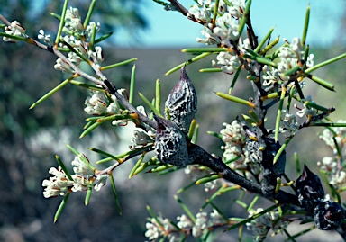 APII jpeg image of Hakea psilorrhyncha  © contact APII