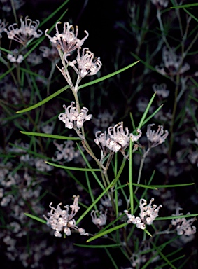 APII jpeg image of Grevillea umbellulata  © contact APII