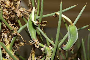 APII jpeg image of Hakea pulvinifera  © contact APII