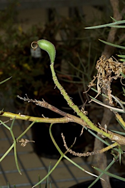 APII jpeg image of Hakea pulvinifera  © contact APII