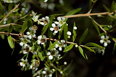 APII jpeg image of Babingtonia pluriflora 'White Cascade'  © contact APII