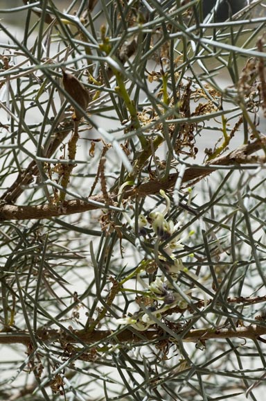 APII jpeg image of Hakea pulvinifera  © contact APII