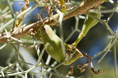 APII jpeg image of Hakea pulvinifera  © contact APII