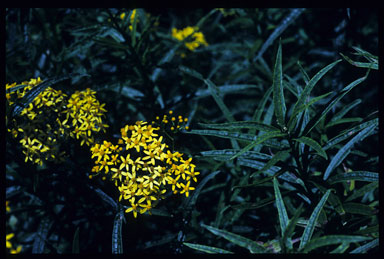 APII jpeg image of Senecio linearifolius  © contact APII