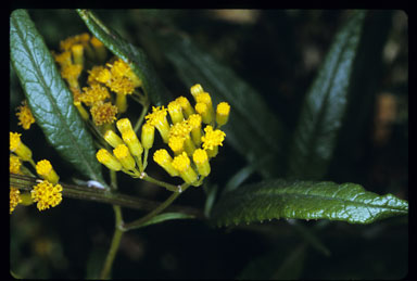 APII jpeg image of Senecio linearifolius  © contact APII