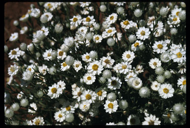 APII jpeg image of Rhodanthe floribunda  © contact APII