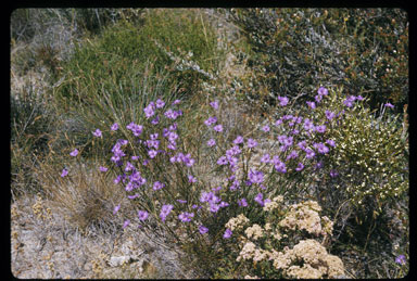 APII jpeg image of Thysanotus tuberosus  © contact APII