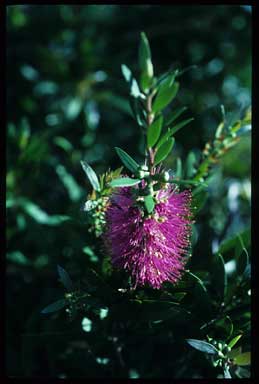 APII jpeg image of Callistemon 'Prestige Pink'  © contact APII