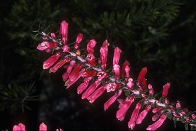 APII jpeg image of Epacris reclinata  © contact APII