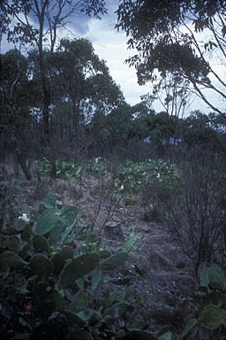 APII jpeg image of Opuntia sp.  © contact APII