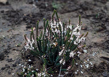 APII jpeg image of Epacris pulchella  © contact APII