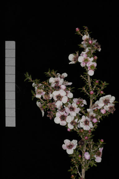 APII jpeg image of Leptospermum 'Stephen Rose'  © contact APII