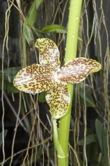 APII jpeg image of Grammatophyllum papuanum  © contact APII