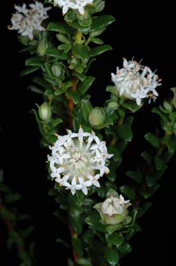 APII jpeg image of Pimelea ferruginea 'WhiteferruGL'  © contact APII