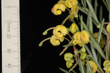 APII jpeg image of Grevillea 'Lemondaze'  © contact APII