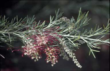 APII jpeg image of Grevillea 'Little Jessie'  © contact APII