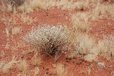 APII jpeg image of Euphorbia tannensis  © contact APII