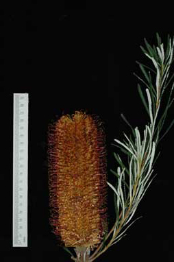 APII jpeg image of Banksia spinulosa 'Honey Pots'  © contact APII