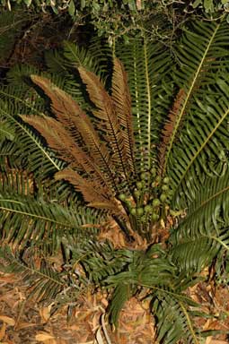 APII jpeg image of Blechnum nudum  © contact APII