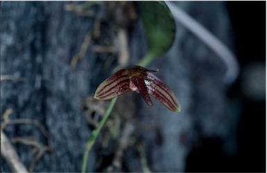 APII jpeg image of Bulbophyllum johnsonii  © contact APII