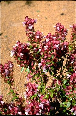 APII jpeg image of Prostanthera magnifica  © contact APII