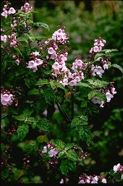 APII jpeg image of Prostanthera melissifolia  © contact APII