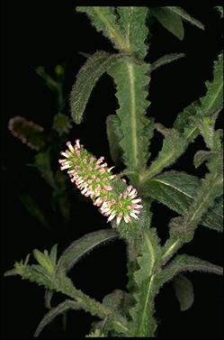 APII jpeg image of Pterocaulon serrulatum var. velutinum  © contact APII