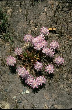 APII jpeg image of Ptilotus manglesii  © contact APII