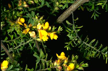 APII jpeg image of Pultenaea villosa  © contact APII